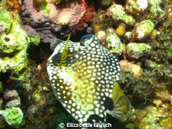 Profile shot of a very friendly trunk fish nibbling on th... by Elizabeth Ehrlich 